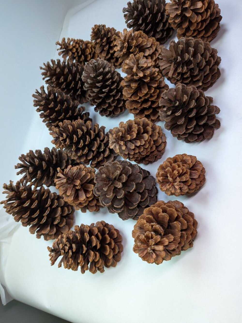 20 Natural Pinecones Lot 3"-6" Tall Cured Cleaned No Sap Unscented Craft Decor